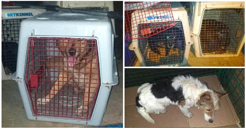 FOTO. "Free Life" anunță ridicarea câinilor din Micro 16. Apelul făcut către sătmăreni