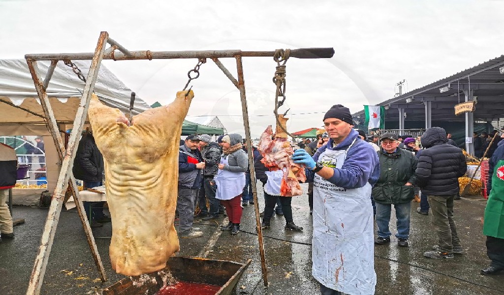 PROIECT. Creșterea porcilor în gospodăria proprie, limitată. Țăranii nu îi vor putea vinde