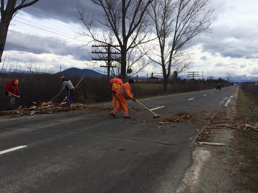 FOTO. Copaci doborâți de vânt pe DN19, în județul Satu Mare