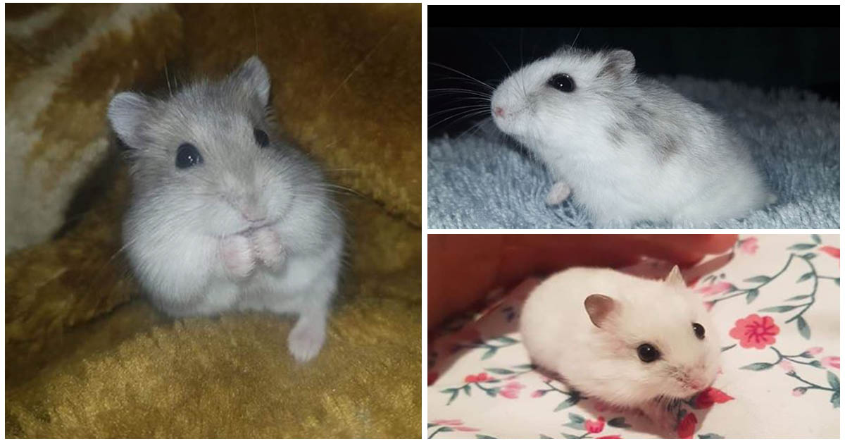FOTO. Mogâldețe de blană își caută stăpâni. Hamsterii au fost salvați și au nevoie de adăpost