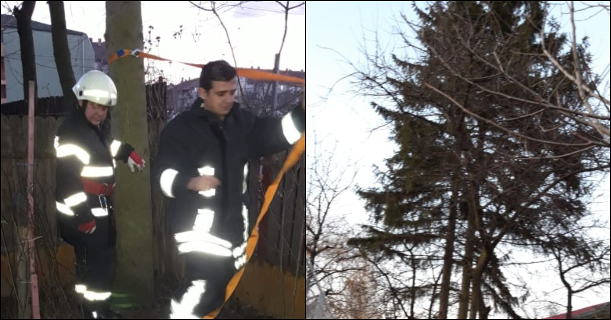 FOTO. Brazi înalți, pericol pentru case. Pompierii i-au asigurat cu chingi