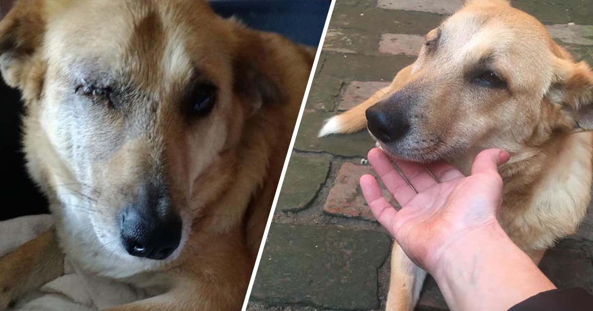 FOTO. Lia, cățelușa mutilată de petarde, fericită că a ajuns la noua ei casă