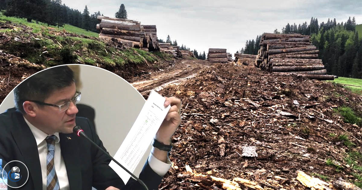 VIDEO. Satu Mare, campion la tăieri ilegale. Dezvăluiri de la cel mai înalt nivel