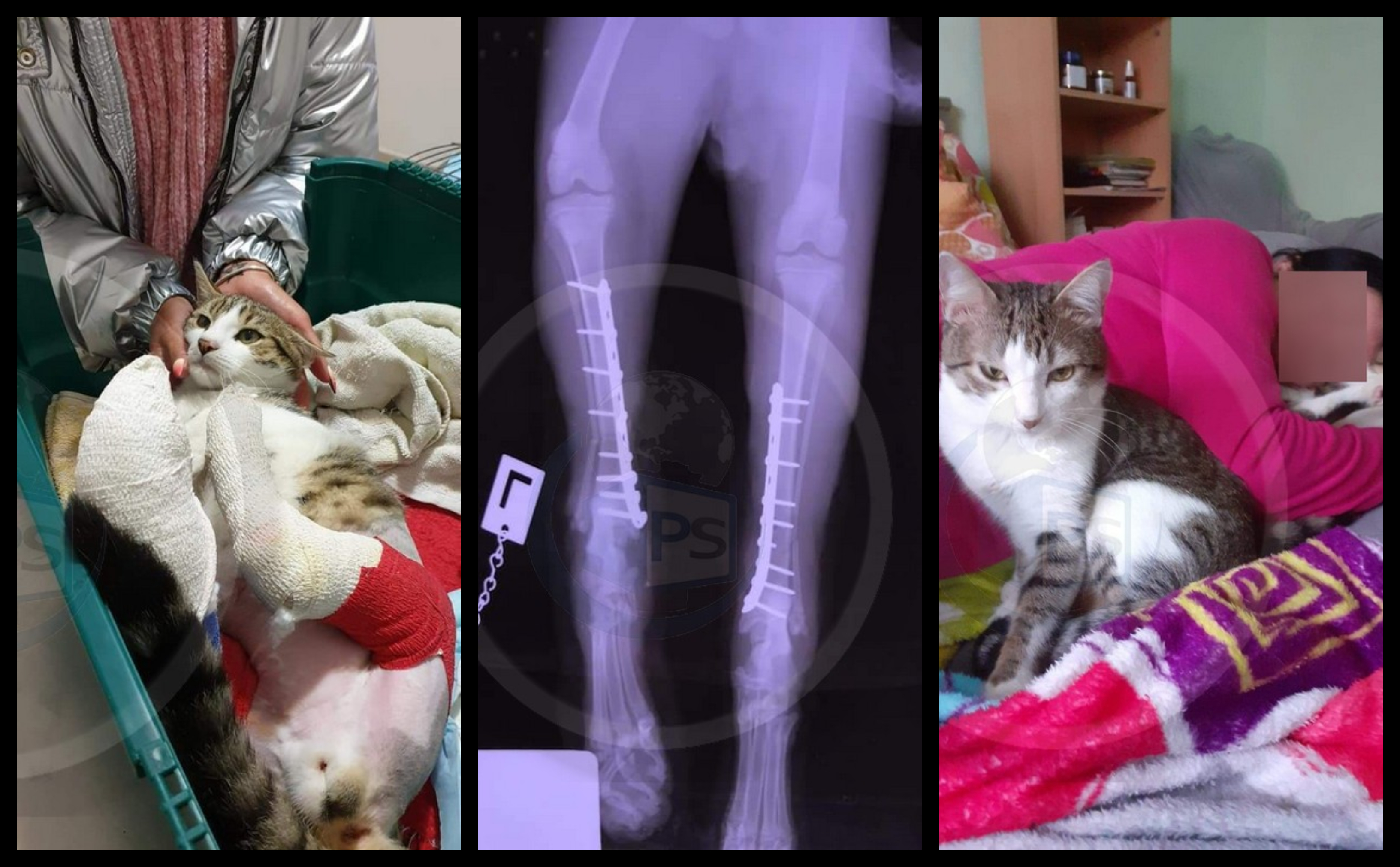 FOTO. Povestea oamenilor care salvează suflete chinuite de la moarte sigură