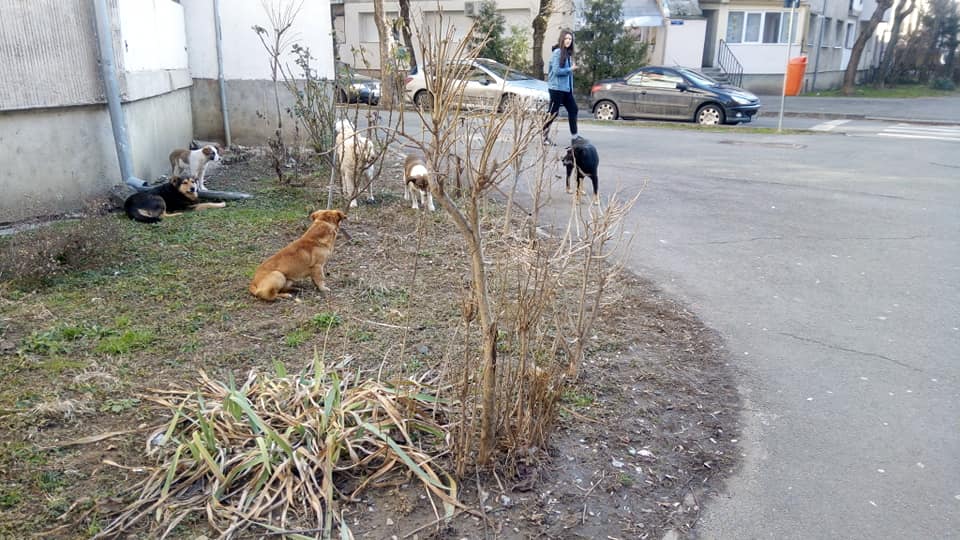 FOTO. Câinii umblă deja în haite prin Micro 16. Sătmărenii trag un semnal de alarmă