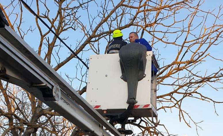 VIDEO. Pompierii, în alertă din cauza vântului puternic. Copaci căzuți și table desprinse în Satu Mare