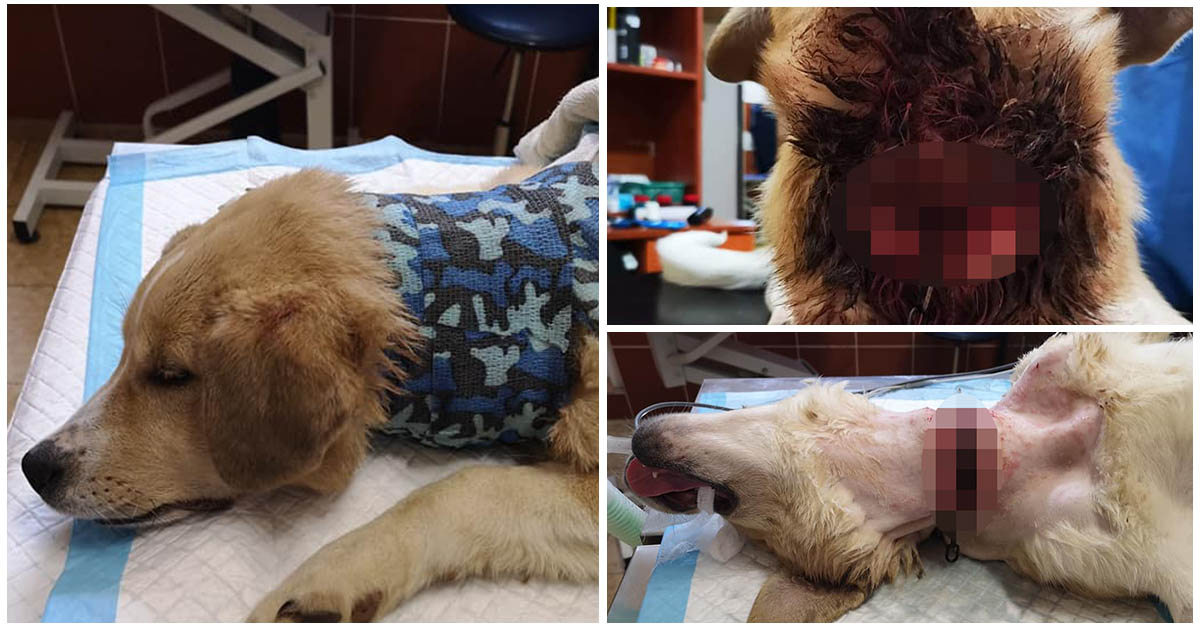 FOTO. Câine ținut în lanț până când i-a intrat în carne! Acesta nu e caz penal?!