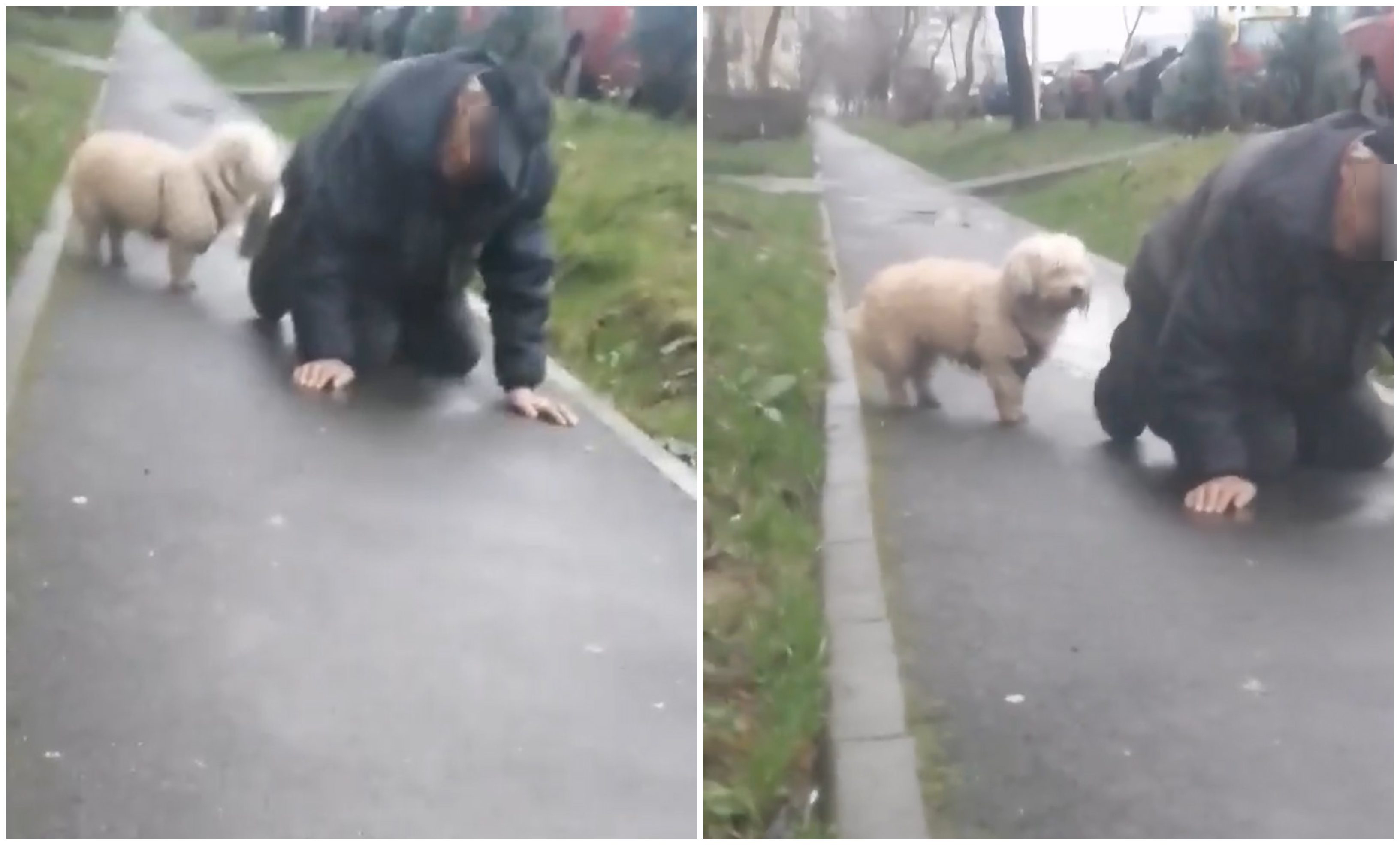 VIDEO. Cățelul care nu își părăsește stăpânul rupt de beat în Satu Mare