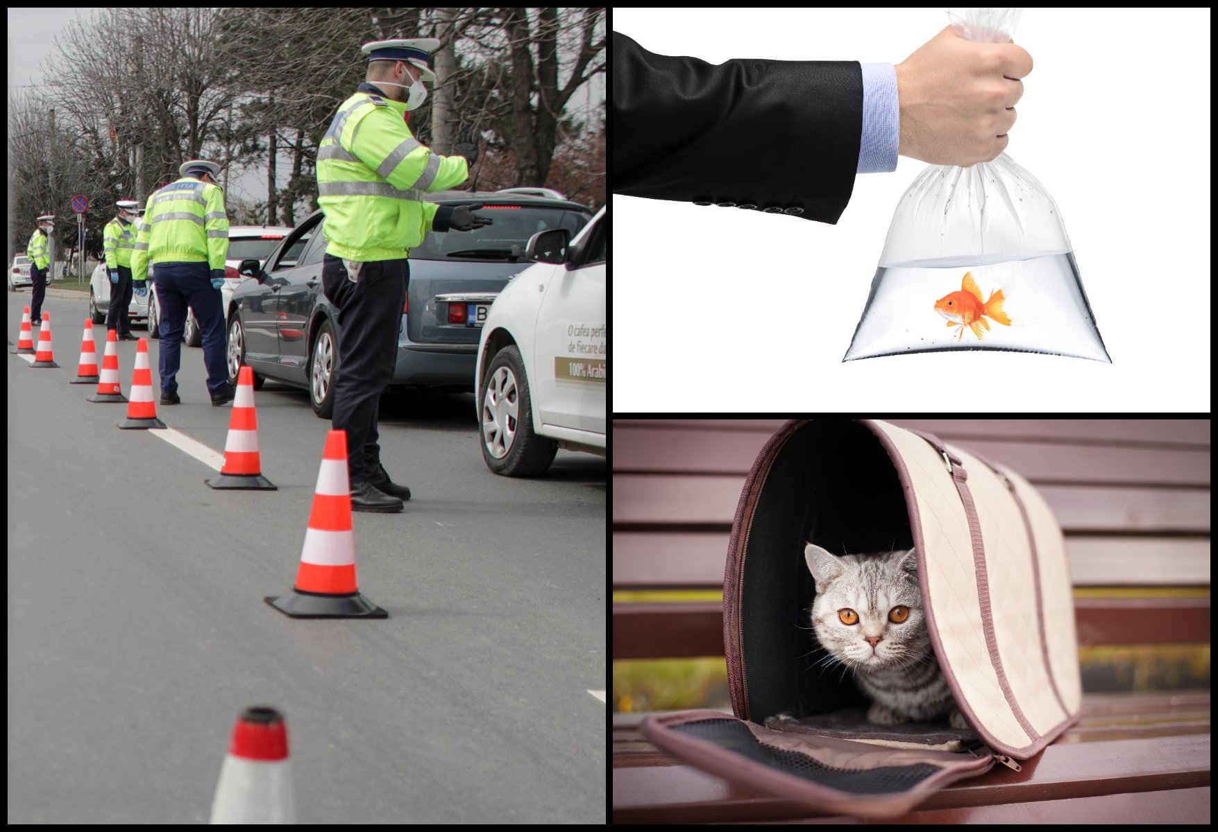 Polițist sătmărean: ”Unul și-a scos peștișorul la plimbare. Altul, pisica...la 30 km depărtare”