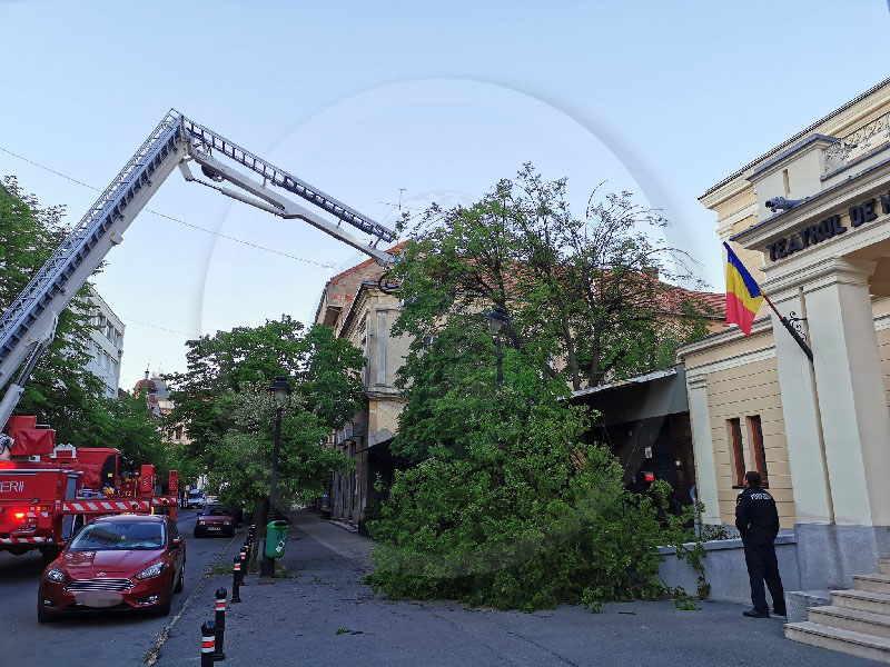 FOTO/VIDEO. Copac căzut parțial peste o terasă din centrul Sătmarului. Intervin pompierii