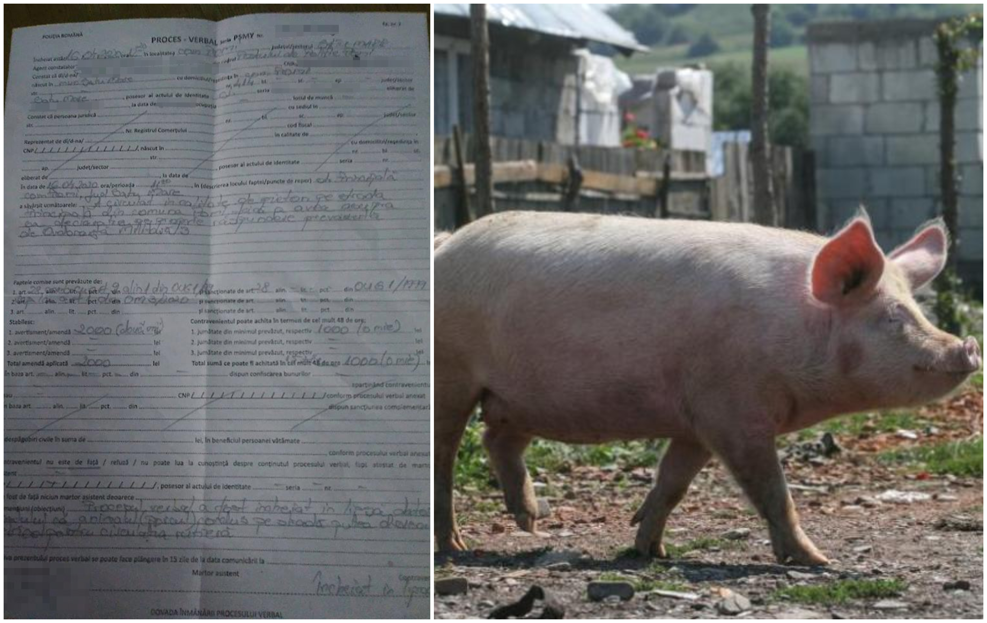 D`ale COVID-ului. O sătmăreancă și-a luat amendă din cauza porcului. Nu e glumă!
