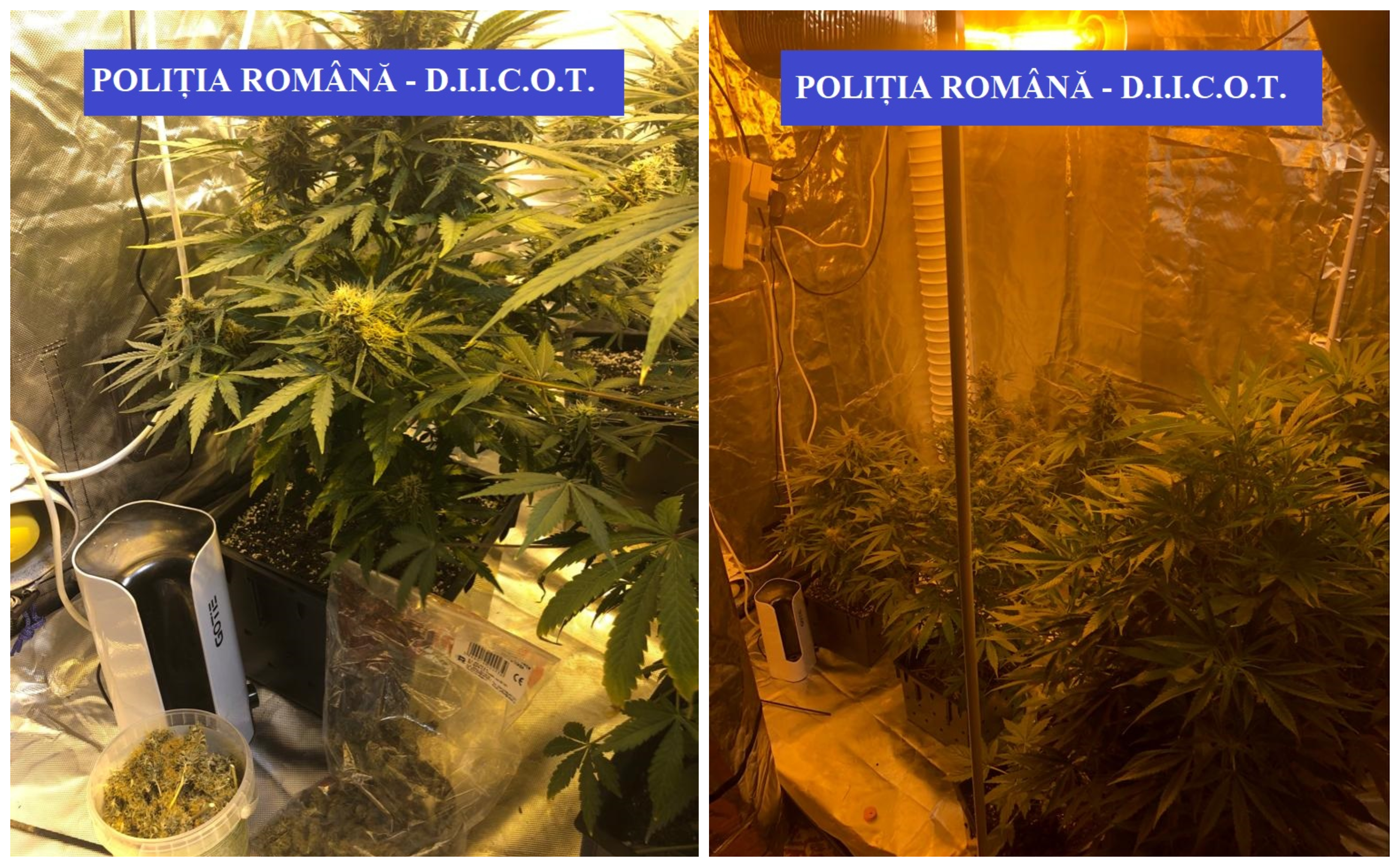 Aprozar în care se cultiva cannabis, în municipiul Satu Mare. Dat gol de un vecin