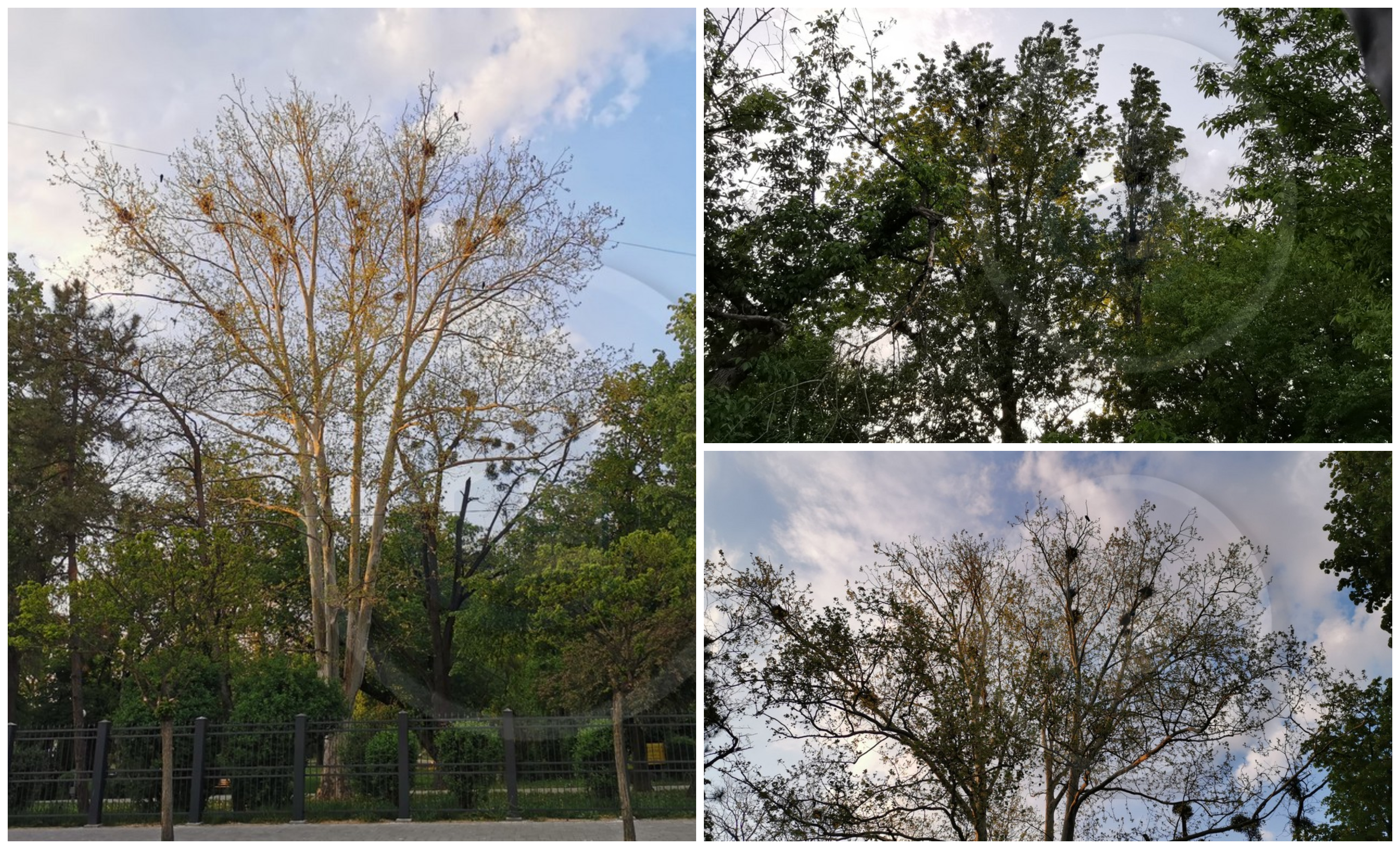 FOTO/VIDEO. În lipsa oamenilor, ciorile au invadat Grădina Romei! Sunt peste tot