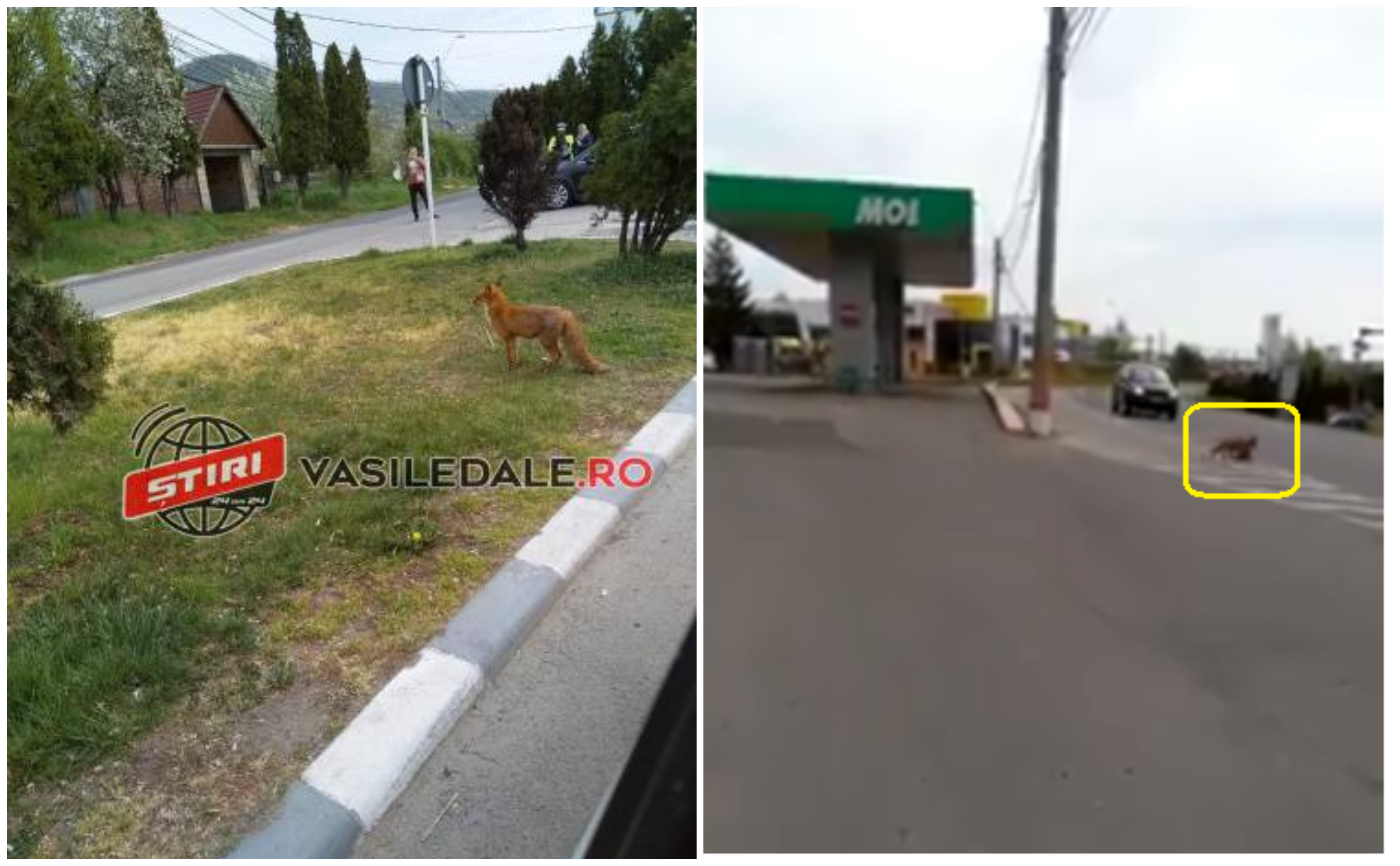 VIDEO. DN1C Baia Mare - Satu Mare: Vulpe filmată traversând ilegal cu o găină în gură