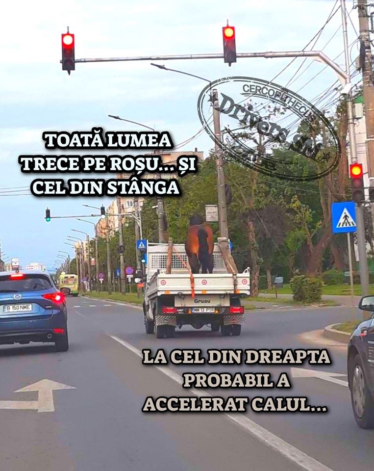 FOTO. Cum să treci pe roșu, cu tot cu cal, în municipiul Satu Mare