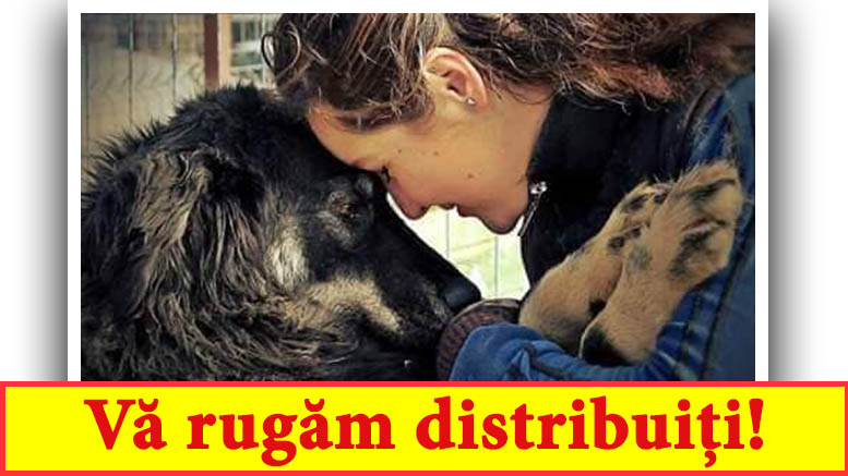 Cățelușii de la adăpost au nevoie de ajutorul nostru! Sunt necesare bobițe pentru sutele de patrupede