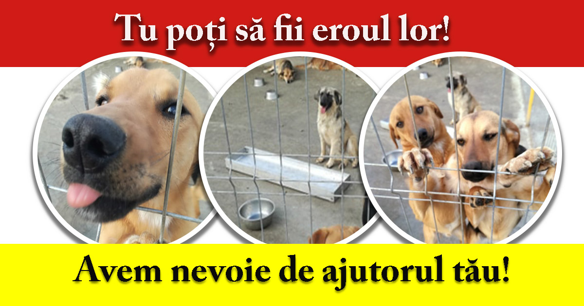 Tu poți să fii eroul lor! Cățelușii de la adăpostul Free Life au nevoie de ajutor