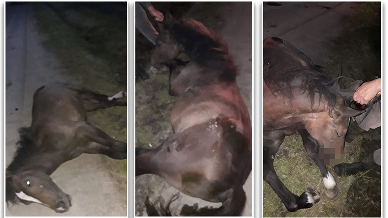 FOTO. Accident urmat de scandal în județ. Cal eutanasiat, proprietarul acuză veterinarul