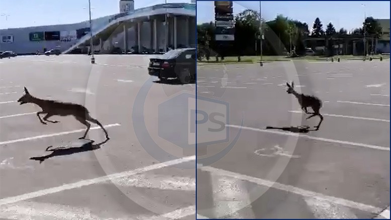 VIDEO. Pui de căprioară fugea disperat în parcarea mall-ului NEPI Satu Mare