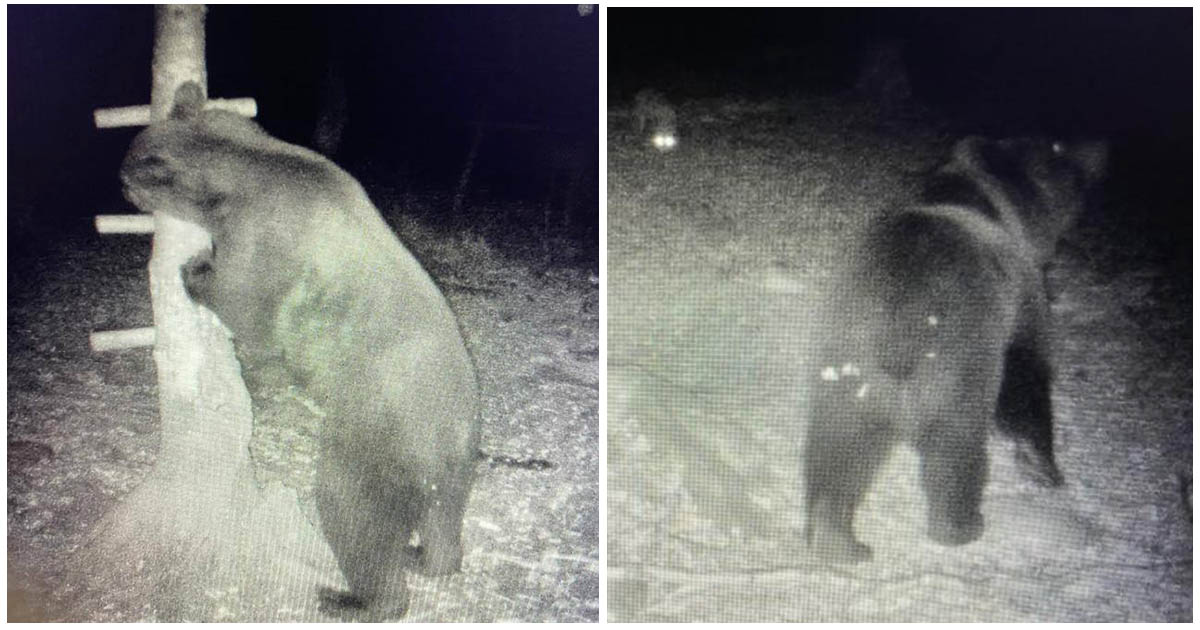 FOTO. Ursoaică cu doi pui, surprinsă la noi în județ. Ce spun salvamontiștii