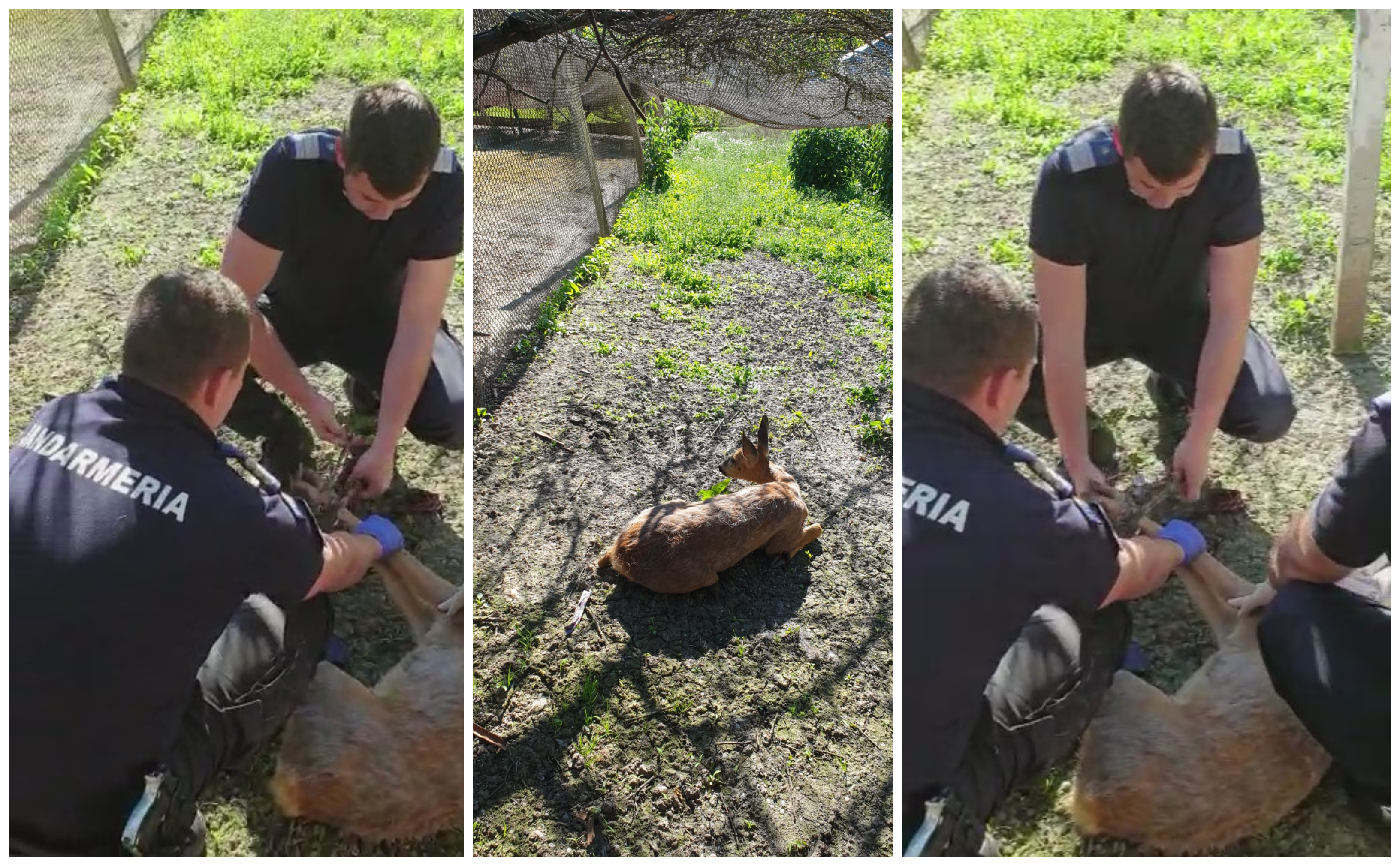 FOTO. Jandarmii au reușit să salveze căprioara rătăcită în Satu Mare! Respect!