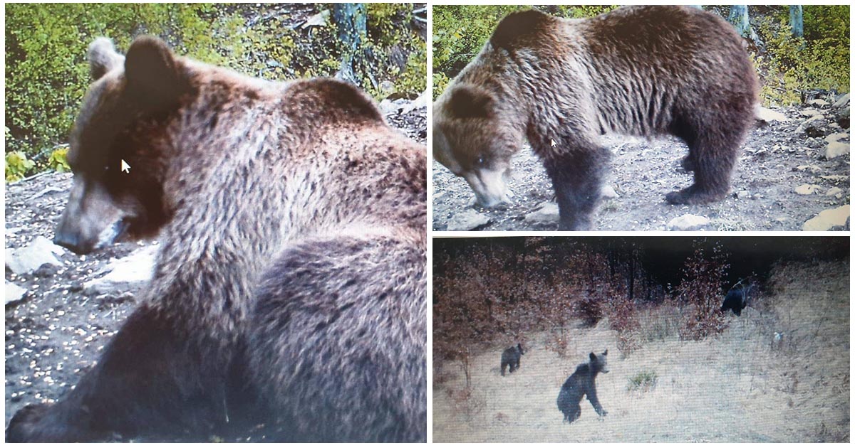 FOTO. Atenție, sătmăreni! Urșii și-au extins arealul la Luna Șes. Coboară aproape de zonele locuite