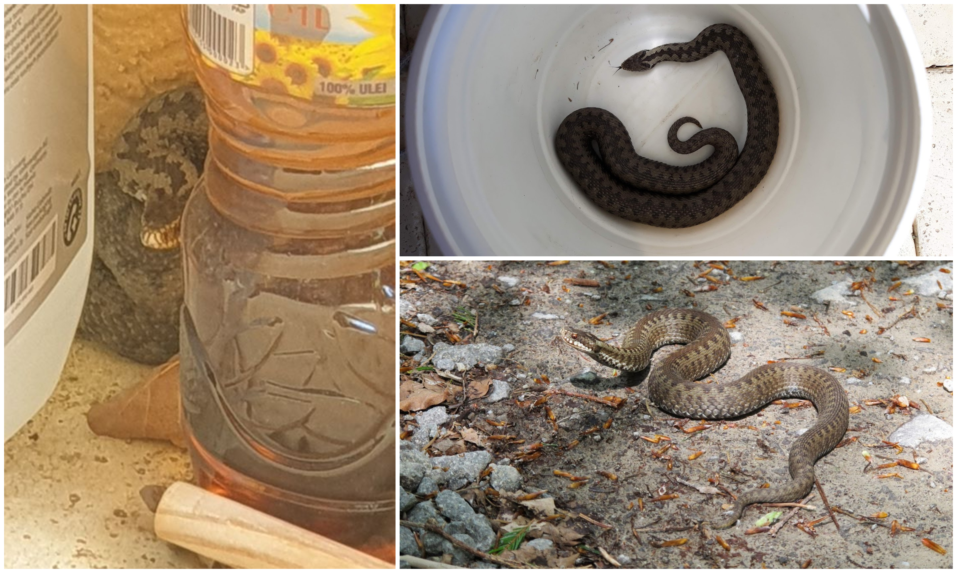 FOTO/VIDEO. Viperă într-o casă din municipiul Satu Mare. Vin din Pădurea Noroieni