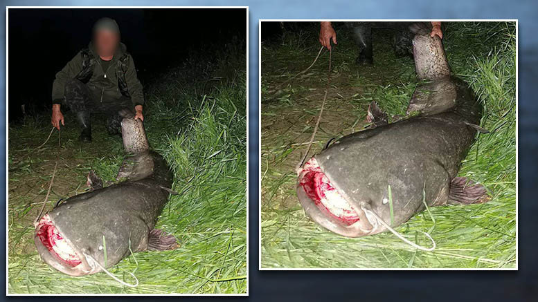 FOTO. Somn uriaș scos din râul Someș. Reușita unui pescar adevărat