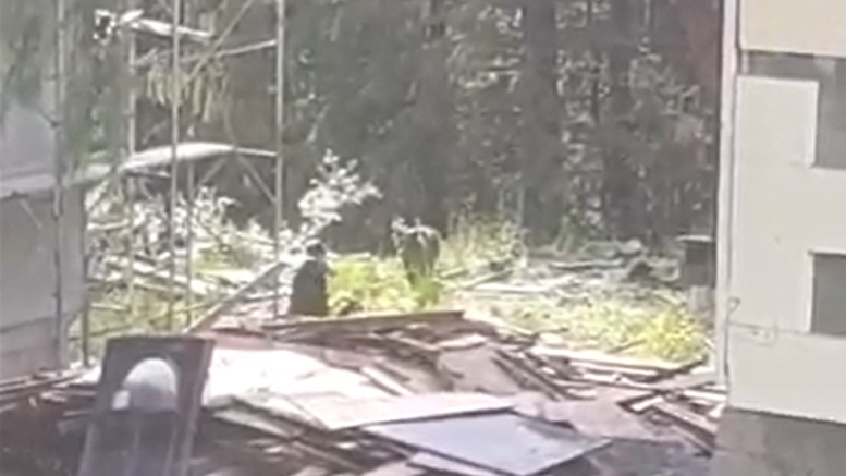 VIDEO. Un pui de urs șchiop, împușcat, chiar dacă nu era agresiv