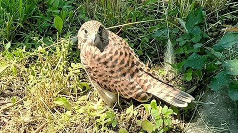 FOTO. Întâlnire mai puțin obișnuită la Piața Someș. Față în față cu o pasăre răpitoare