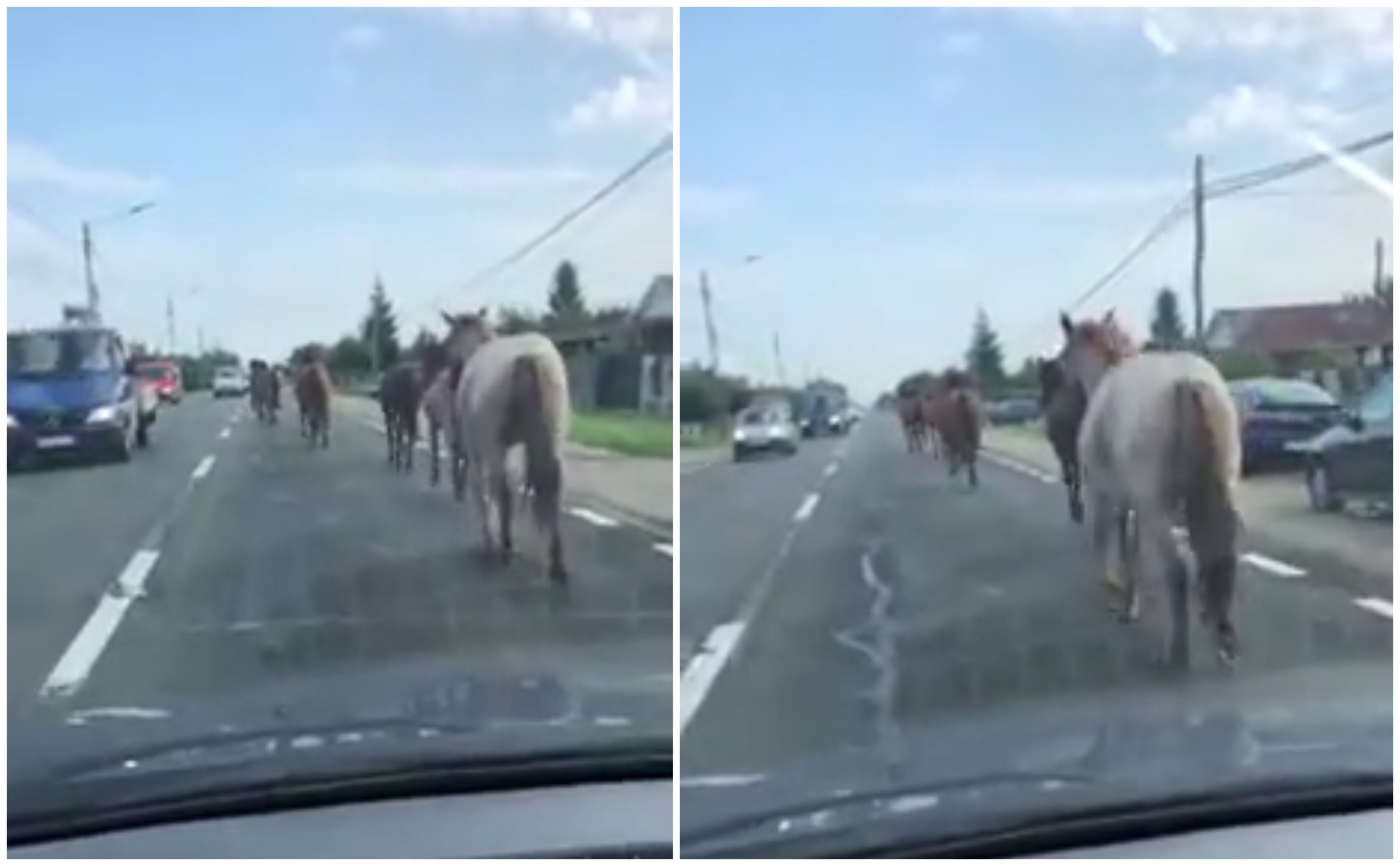 VIDEO. Șase cai se plimbă liberi pe B-dul Lucian Blaga din Satu Mare. Pericol public!