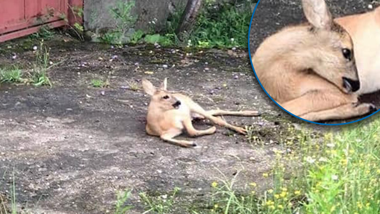 FOTO. Lăsată să zacă pe marginea drumului, agonizând. Căprioara a decedat. Autoritățile s-au eschivat