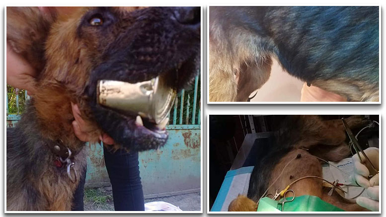 FOTO. Câine doar piele și os, salvat după ce a rămas cu o conservă înțepenită în gură
