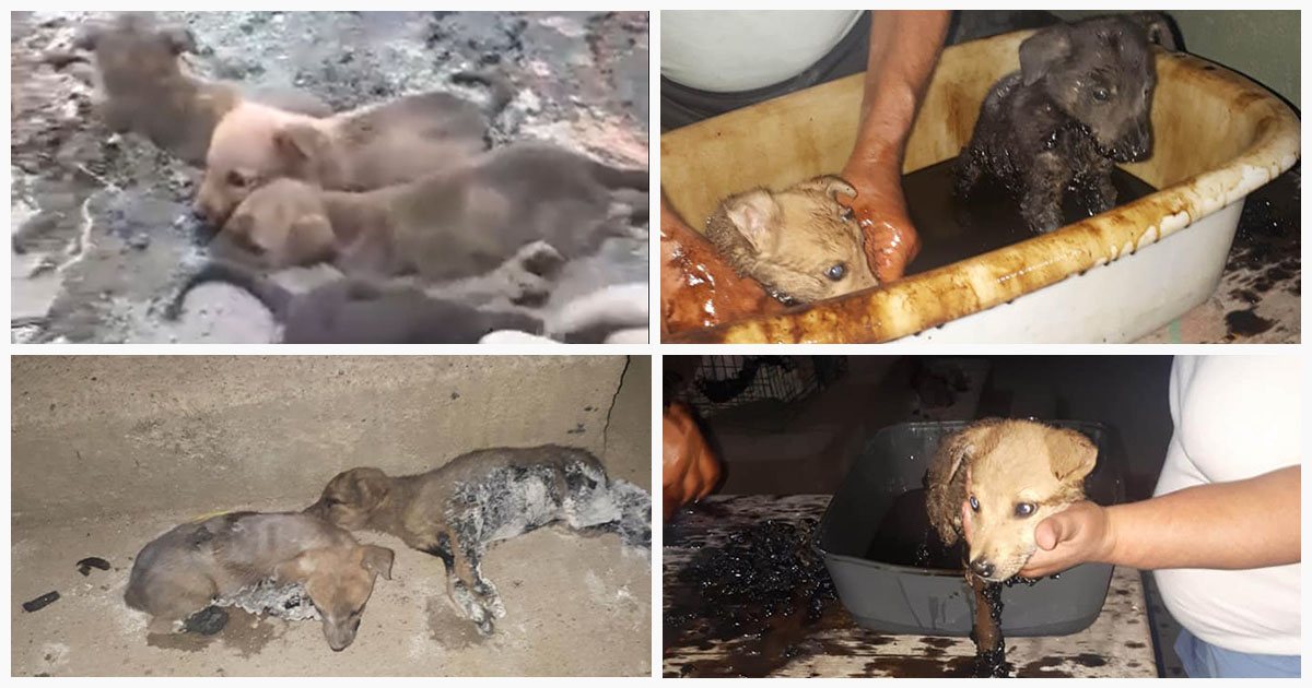 FOTO/VIDEO. Cățeluși aruncați în smoală. Au fost salvați de voluntarii Free Life