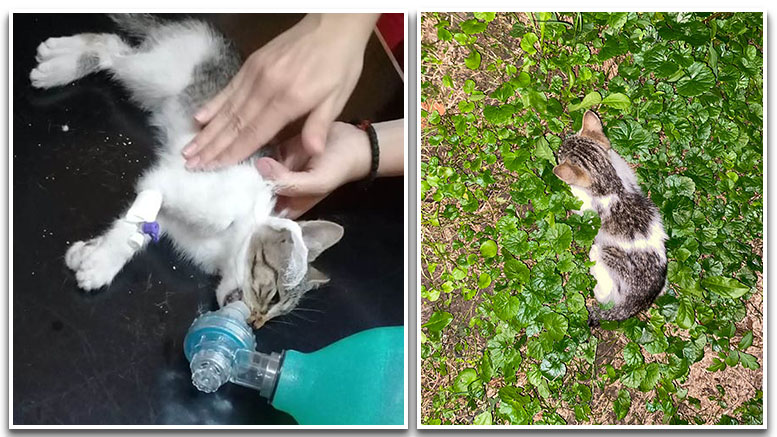 FOTO. Pisicuță găsită în stare jalnică lângă Turnul Pompierilor. Ar fi fost otrăvită