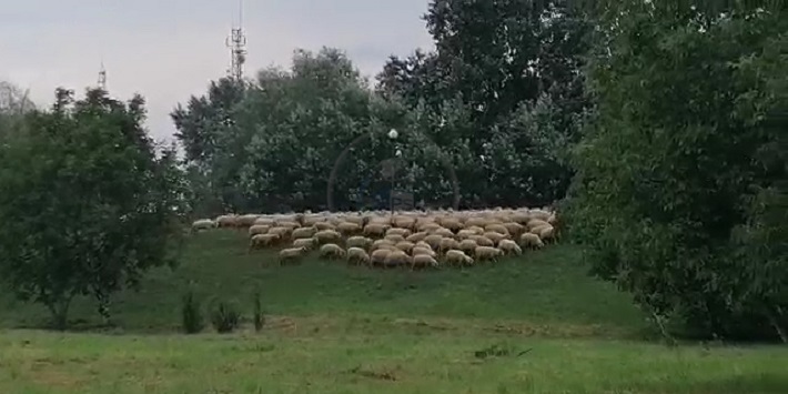 VIDEO. Cu oile, în plină zi, prin Satu Mare. Lângă mall-ul NEPI!