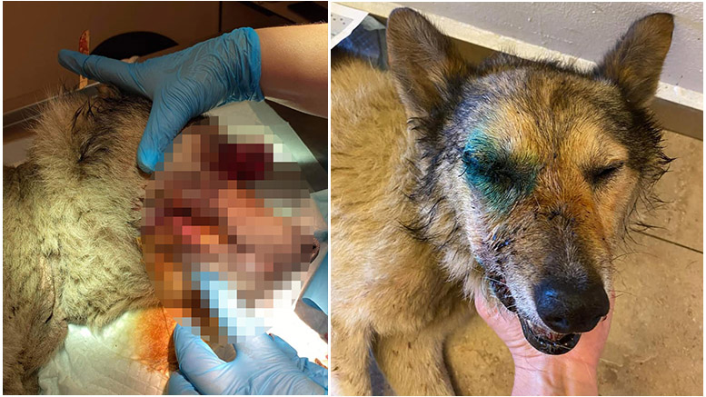 FOTO. Câine găsit în stare jalnică, cu ochiul scos și maxilarul sfâșiat. Psihopat în libertate, în Satu Mare