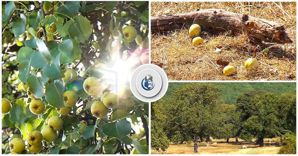 FOTOGALERIE. Tezaurul verde din Satu Mare. Cea mai mare rezervație de păr sălbatic din Europa