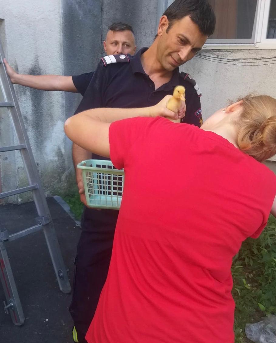 FOTO. Pompierii au salvat un puișor de rață, dintr-un balcon, în Satu Mare