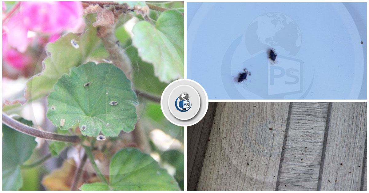 FOTOGALERIE. Municipiul Satu Mare, invadat de insecte care înțeapă! Nu pot fi eliminate prin dezinsecție