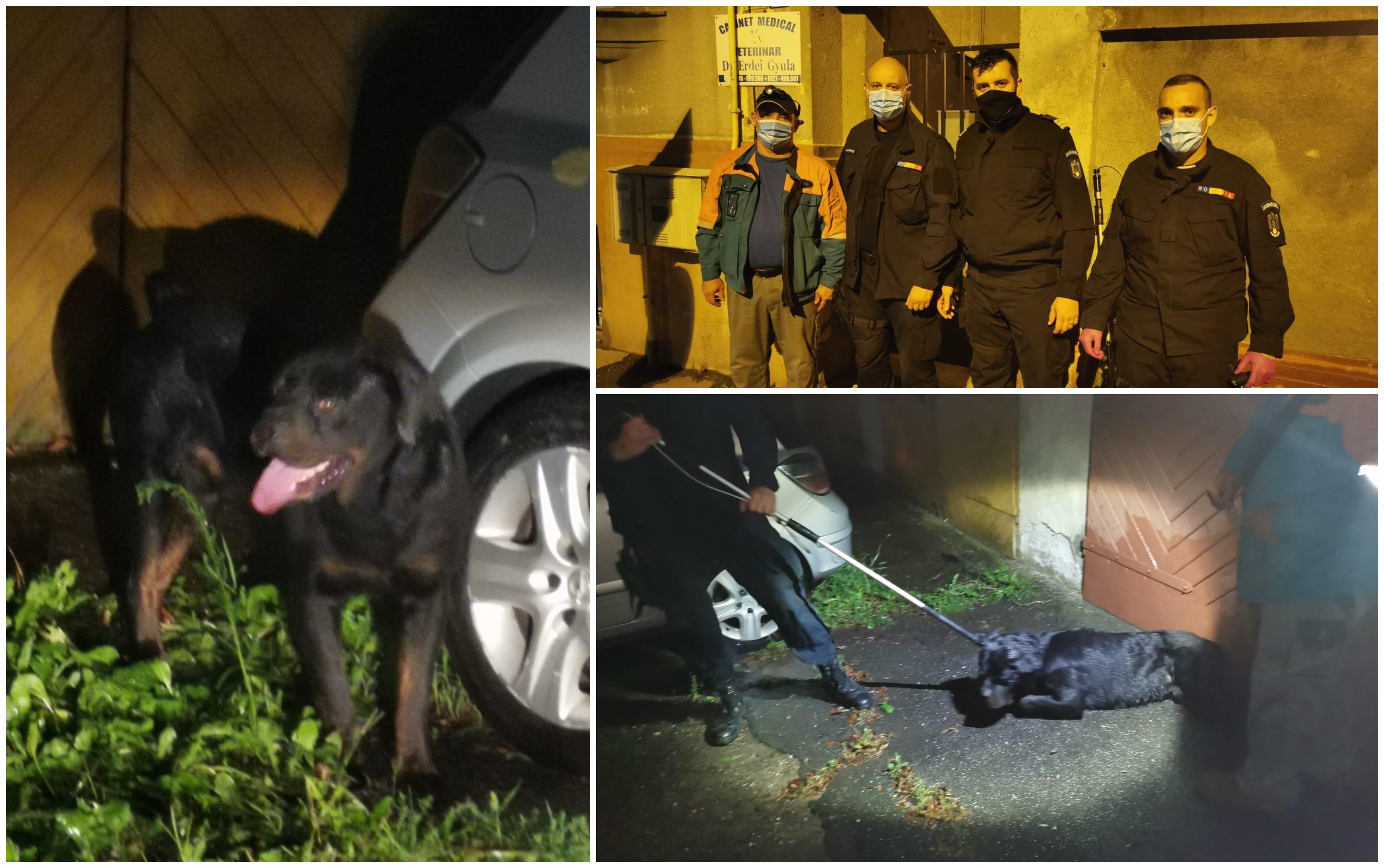 FOTOGALERIE. Câine extrem de periculos, capturat de jandarmii sătmăreni. Pericol public!