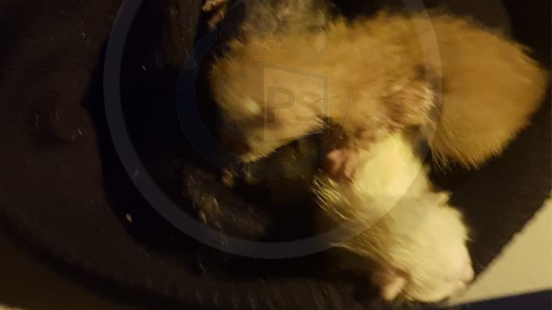 FOTO. Polițiștii sătmăreni au salvat trei pisicuțe lăsate să se sufoce într-o pungă