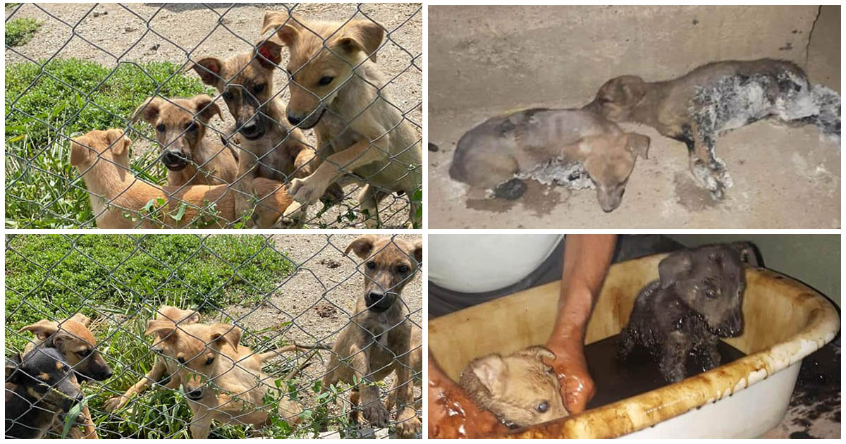 FOTO. Puii salvați din smoală își caută familii iubitoare