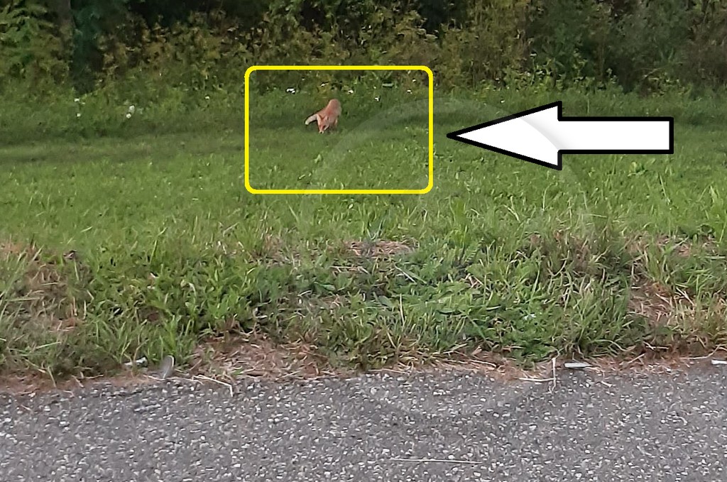 FOTO. O vulpe le dă târcoale sătmărenilor pe digul Someșului. Oamenii suspectează că ar fi turbată