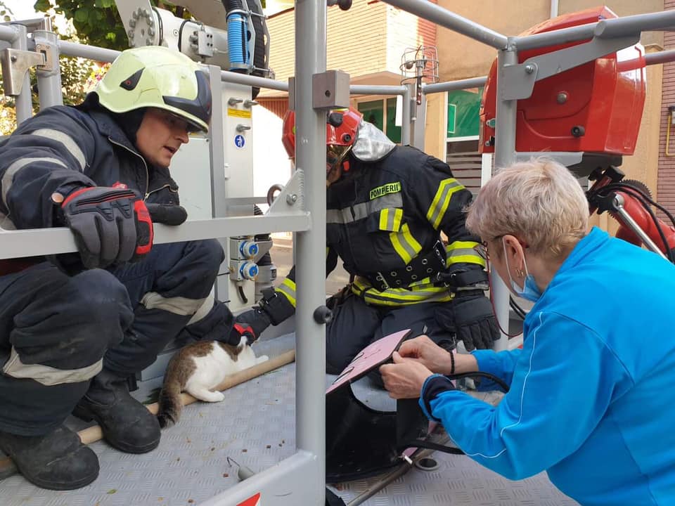 FOTO. Misiune inedită pentru prompierii sătmăreni. Au salvat o pisicuță căzută de la etajul șase