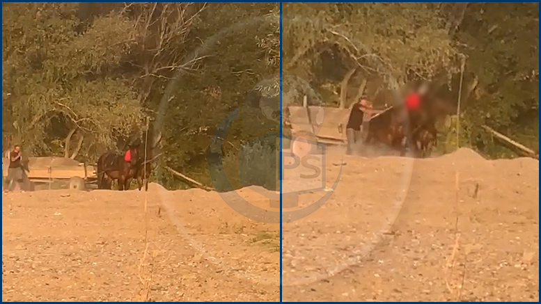 VIDEO. Cai bătuți cu lopata peste cap, în Satu Mare! Imagini care au revoltat internauții