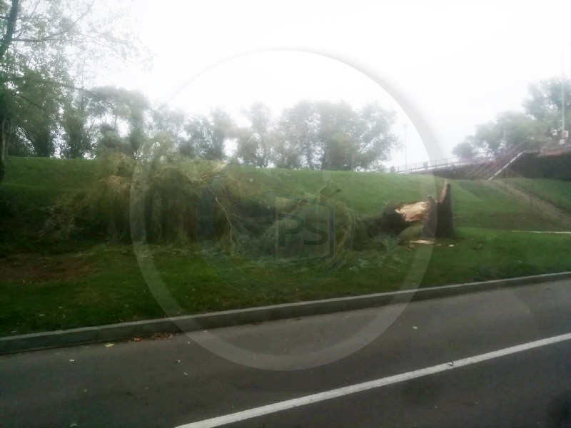 FOTO. Copac masiv căzut lângă pista pentru biciclete în Micro 16. Pericol iminent