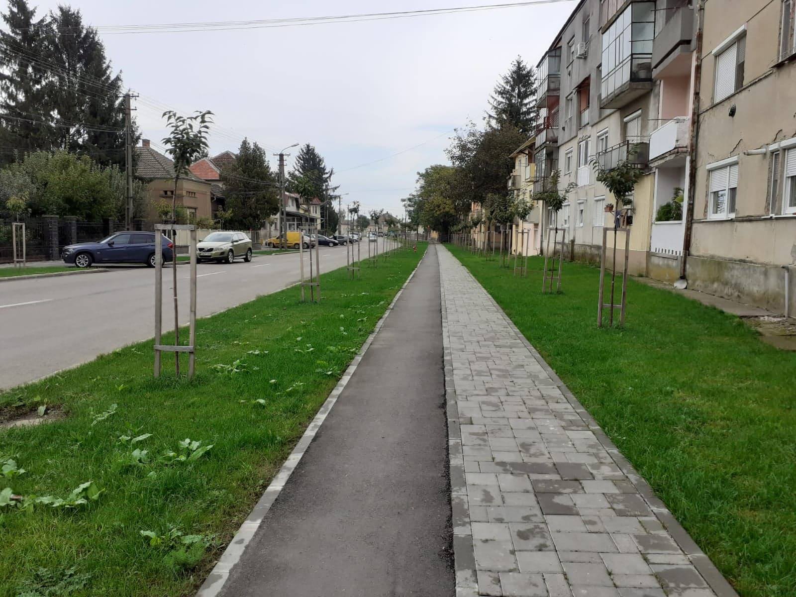 FOTO. Faültetés Nagykárolyban