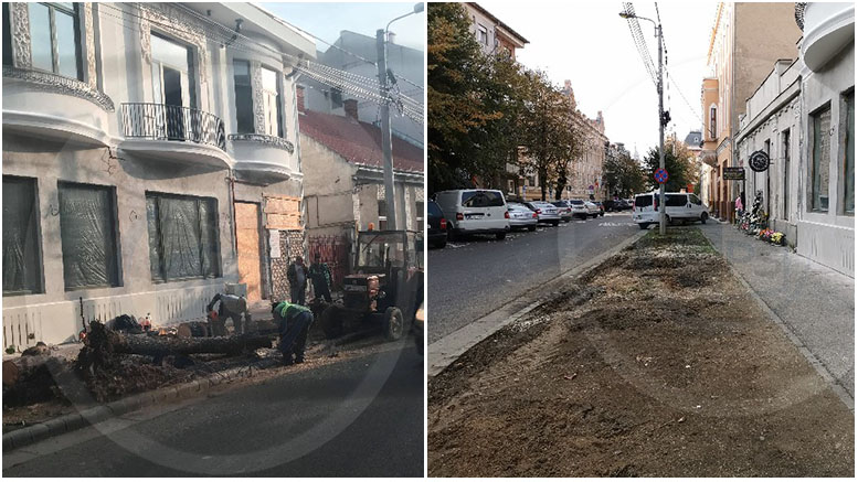 FOTO. Copaci tăiați pe strada Mihai Viteazul, în zona centrală. Sătmărenii, revoltați
