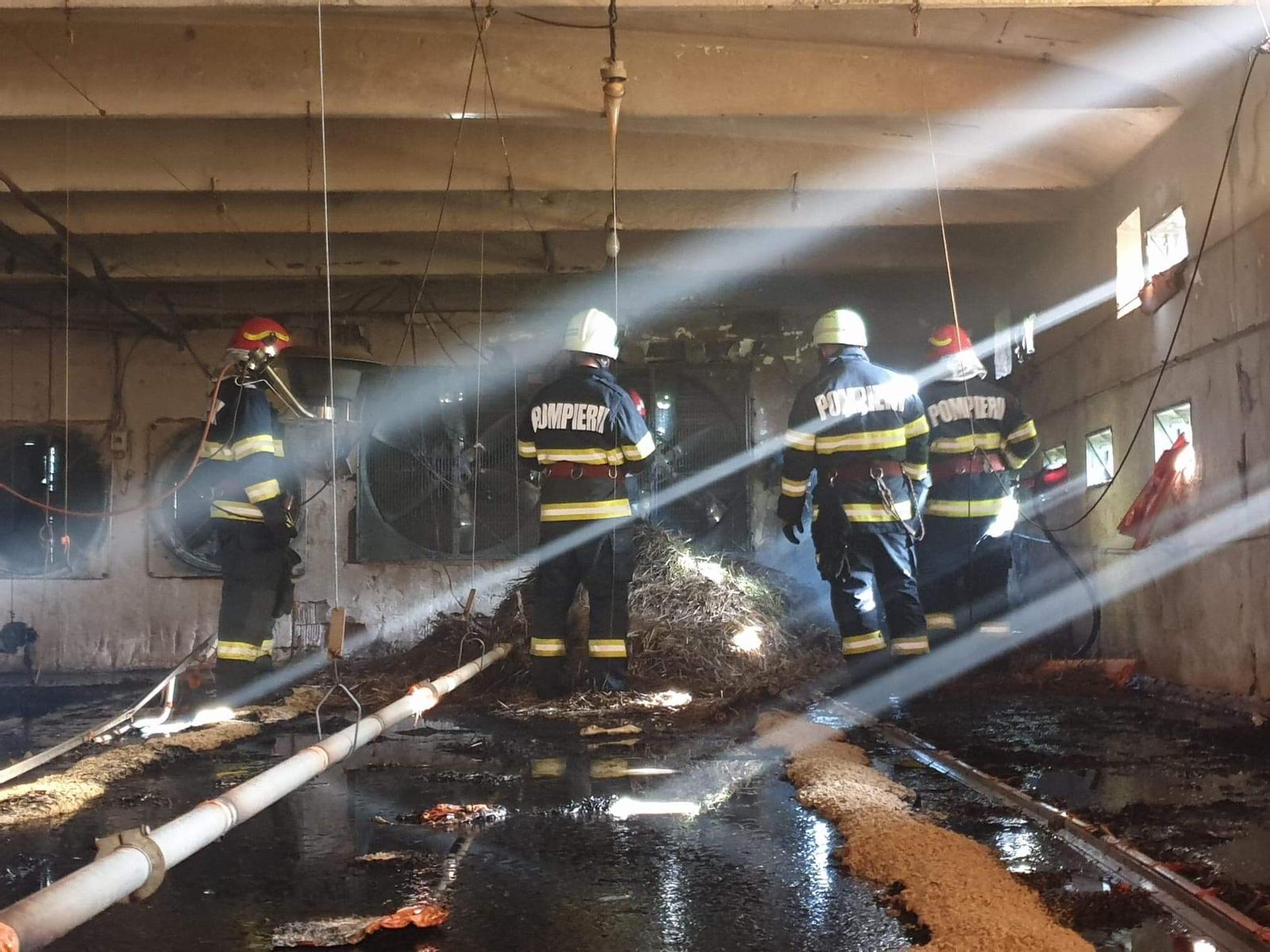 FOTOGALERIE. Incendiu la o fermă de pui din județul Satu Mare! Intervenție de amploare a pompierilor